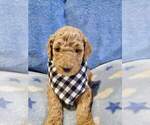 Small Photo #3 Poodle (Standard) Puppy For Sale in TAMPA, FL, USA