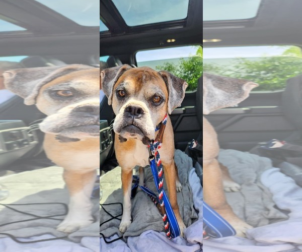 Medium Photo #3 Boxer Puppy For Sale in Burnsville, MN, USA