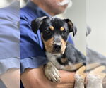 Small #3 Mutt