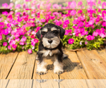 Small #16 Schnauzer (Miniature)