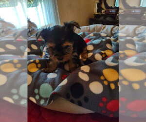 Yorkshire Terrier Puppy for sale in LE ROY, KS, USA
