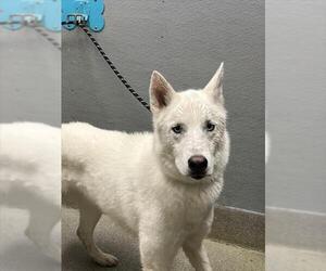 Siberian Husky-Unknown Mix Dogs for adoption in Las Vegas, NV, USA