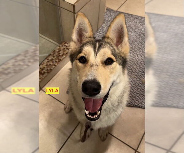 Medium Photo #2 German Shepherd Dog-Siberian Husky Mix Puppy For Sale in Woodland Hills, CA, USA