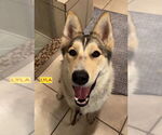 Small #1 German Shepherd Dog-Siberian Husky Mix
