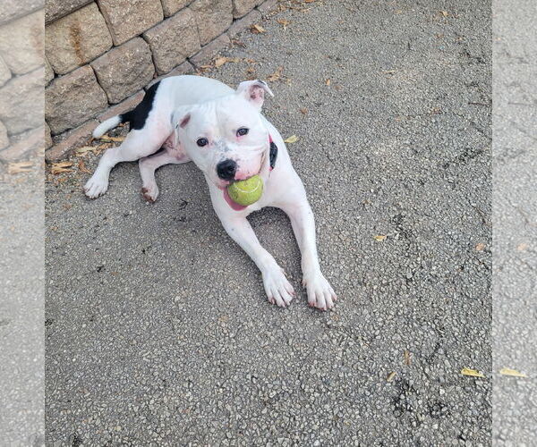 Medium Photo #6 American Pit Bull Terrier-Unknown Mix Puppy For Sale in Crete, IL, USA