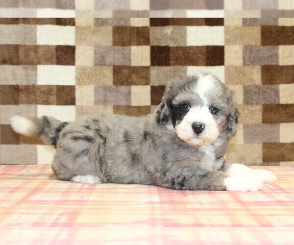 Medium Photo #3 Bernedoodle (Miniature) Puppy For Sale in DENVER, PA, USA