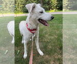 Small #2 Great Pyrenees Mix