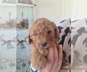 Cavalier King Charles Spaniel-Poodle (Toy) Mix Puppy for sale in Wanneroo, Western Australia, Australia