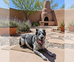 KINGSLEY (tripawd) - Male Mutt Dog for Adoption - Small photo