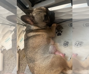 Father of the French Bulldog puppies born on 08/28/2021