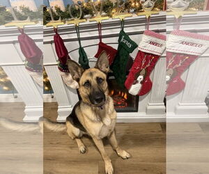 German Shepherd Dog Dogs for adoption in Lighthouse Point, FL, USA