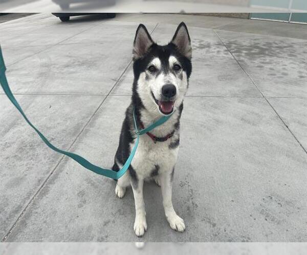 Medium Photo #1 Siberian Husky Puppy For Sale in Corona, CA, USA