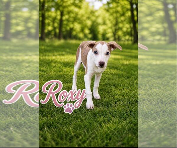 Medium Photo #2 Retriever -Unknown Mix Puppy For Sale in Virginia Beach, VA, USA