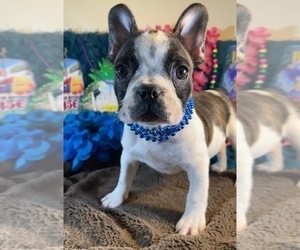 French Bulldog Puppy for sale in HEATHROW, FL, USA