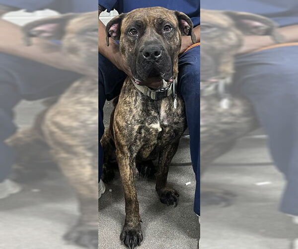 Medium Photo #1 Presa Canario Puppy For Sale in Forestville, MD, USA