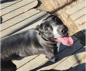 Labrador Retriever-Unknown Mix Dogs for adoption in Amarillo, TX, USA