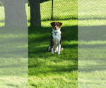 Small #3 Border Collie Mix