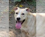 Small Labrador Retriever Mix