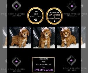 Poodle (Toy) Puppy for sale in WARSAW, IN, USA
