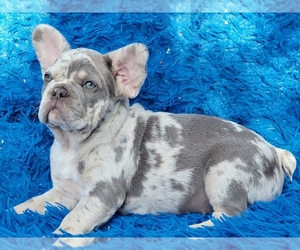 PuppyFinder.com - View Ad: Listing Dachshund Dog for Adoption ADN ...