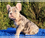 Small Photo #5 French Bulldog Puppy For Sale in BOSTON, MA, USA