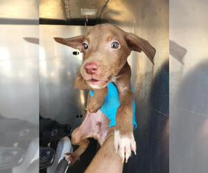 Mutt Dogs for adoption in San Antonio, TX, USA