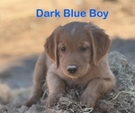 Puppy Dk Blue Collar Golden Retriever