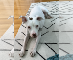 Small #3 Mutt
