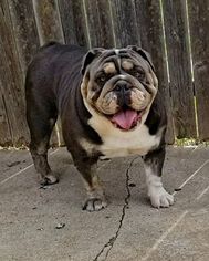 Mother of the Bulldog puppies born on 08/06/2017