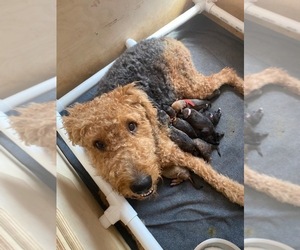 Airedale Terrier-American Pit Bull Terrier Mix Litter for sale in JUPITER, FL, USA