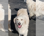 Small #20 English Cream Golden Retriever