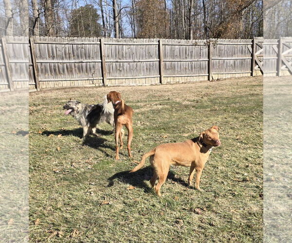 Medium Photo #21 Golden Retriever-Unknown Mix Puppy For Sale in Columbus, IN, USA