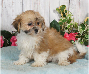 Lhasa Apso Puppy for sale in PENNS CREEK, PA, USA
