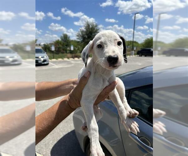 Medium Photo #1 Mutt Puppy For Sale in San Antonio, TX, USA