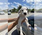 Small Mutt