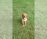 Small #10 Coonhound Mix
