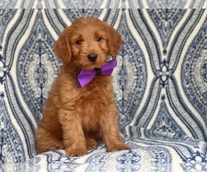 Goldendoodle-Poodle (Miniature) Mix Puppy for sale in LAKELAND, FL, USA