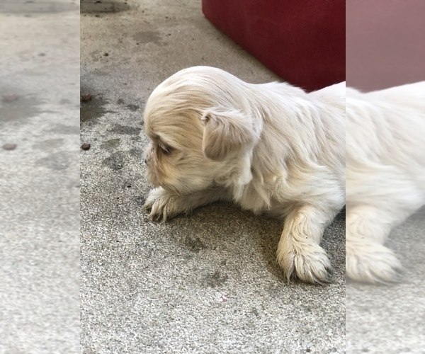 Medium Photo #8 Shih Tzu Puppy For Sale in MILTON, FL, USA