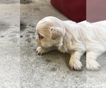 Small Photo #8 Shih Tzu Puppy For Sale in MILTON, FL, USA