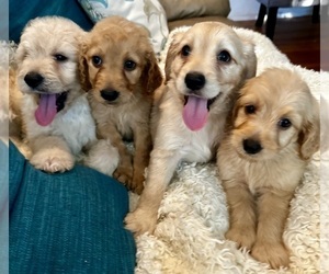 Goldendoodle Litter for sale in PENSACOLA, FL, USA