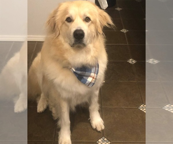 Medium Photo #4 Great Pyrenees Puppy For Sale in Hamilton, MT, USA