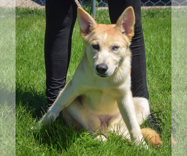 Medium Photo #4 Siberian Husky-Unknown Mix Puppy For Sale in Huntley, IL, USA