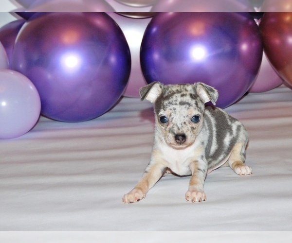 Medium Photo #2 Chihuahua Puppy For Sale in CHARLESTON, AR, USA