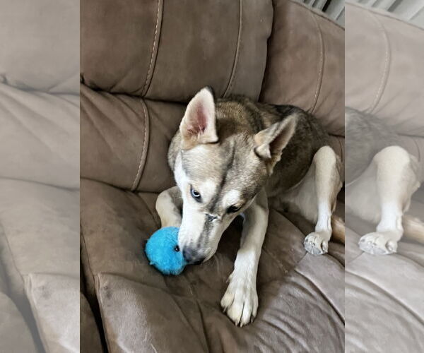 Medium Photo #3 German Shepherd Dog-Huskies  Mix Puppy For Sale in Chandler, AZ, USA