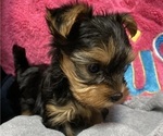 Small Photo #13 Yorkshire Terrier Puppy For Sale in THE WOODLANDS, TX, USA