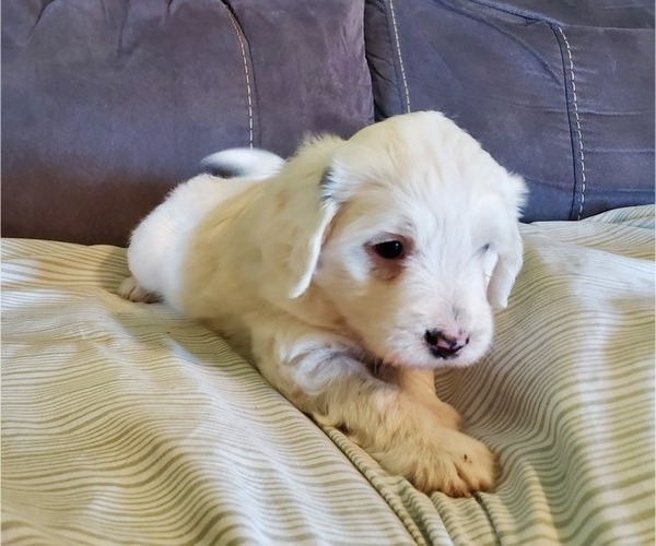 Medium Photo #9 Bernedoodle (Miniature) Puppy For Sale in LEETONIA, OH, USA