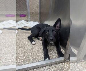 Border Collie-Unknown Mix Dogs for adoption in Martinsburg, WV, USA