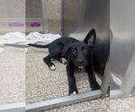 Small Border Collie Mix