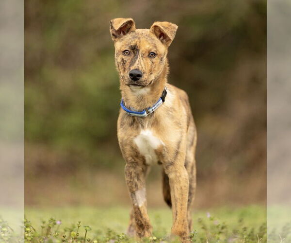Medium Photo #8 German Shepherd Dog-Unknown Mix Puppy For Sale in Spring Lake, NC, USA