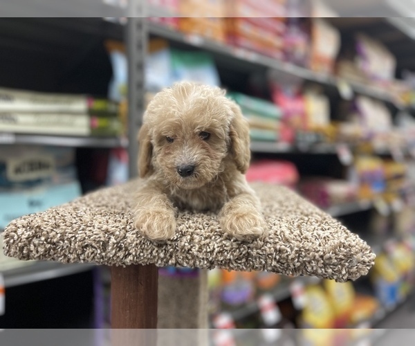 Medium Photo #7 Goldendoodle (Miniature) Puppy For Sale in DETROIT, MI, USA